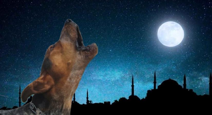 KÖPEKLER EZAN SESİNİ DUYUNCA NEDEN ULUMAYA BAŞLAR?, İŞTE SEBEBİ…