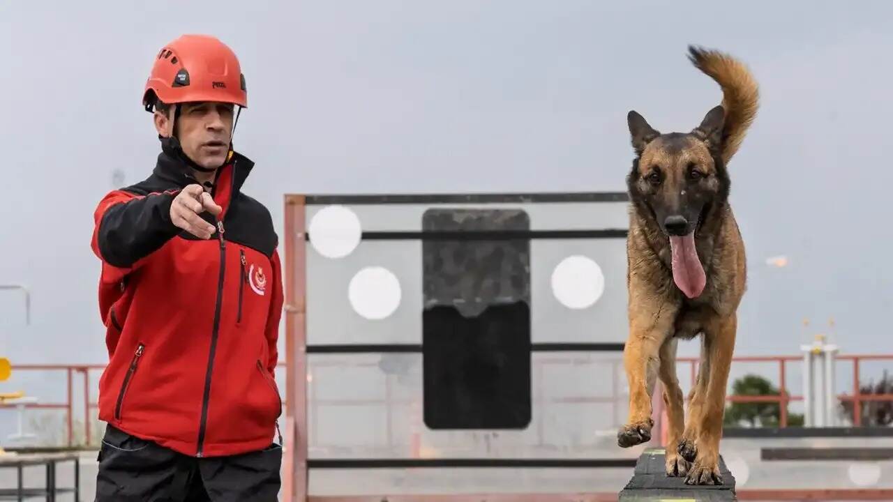 İZMİR BÜYÜKŞEHİR’İN KAHRAMAN KÖPEKLERİ, KURTARDILAR ONLARCA HAYATLARI…