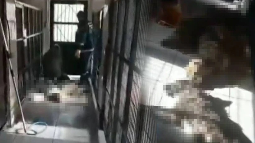 Hayvan Barınağında Yine Köpek Katliamı!, Vahşetin Adresi Bu Kez Bursa-Osmangazı!…