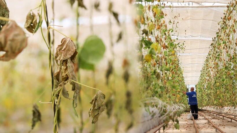 BUCA BELEDİYESİNİN SERASINA SALDIRDILAR, TONLARCA ÜRÜNÜ YAKTILAR!…