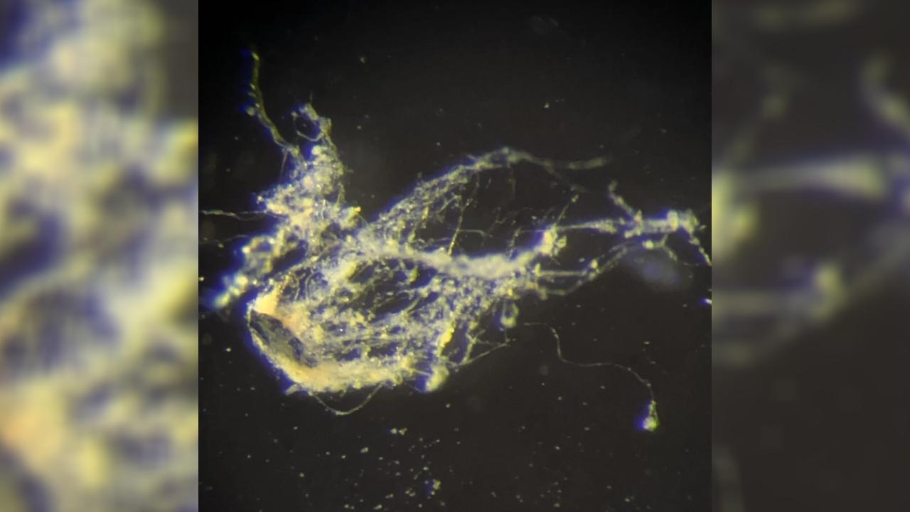 ÇAMUR’DAN ÇIKTI, BİLİM DÜNYASINI SARSTI!…