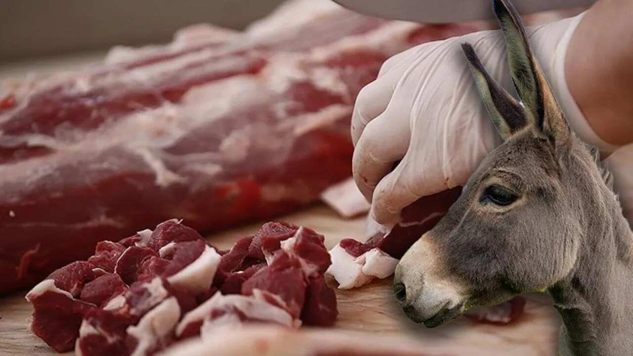 MİLLETE YİNE AT VE EŞEK ETİ YEDİRDİLER!…