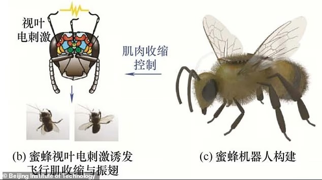 CASUS ARILAR GERÇEK OLDU!…