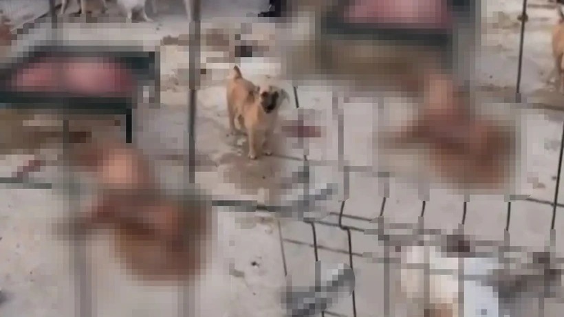 ŞANLIURFA-SURUÇ BELEDİYE BARINAĞINDA KÖPEK KATLİAMI İDDİASI!…