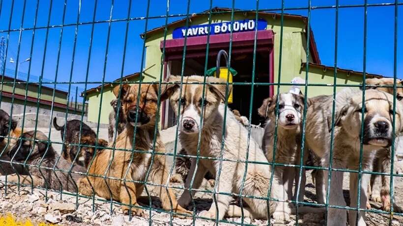 KORKUNÇ İDDİA!: “60 BİN KÖPEĞİ, VAHŞİ HAYVANLARA CANLI-CANLI YEM ETTİLER!…