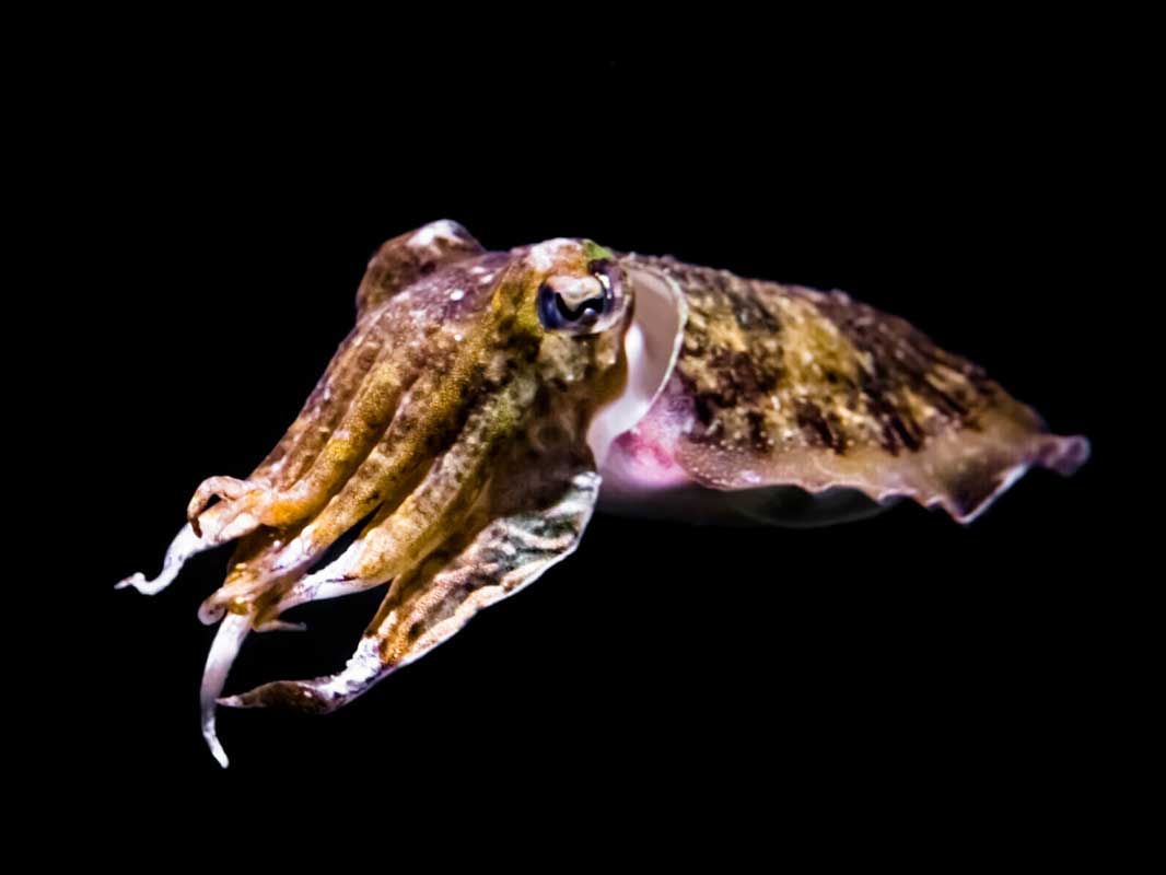 YAPILAN DENEY’DE, MÜREKKEP BALIKLARI ÇOCUKLARA YÖNELİK ZEKA TESTİNİ GEÇTİ!…