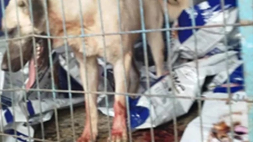 HAYVANA ŞİDDETİN ADRESİ BU KEZ ARNAVUTKÖY HAYVAN BARINAĞI…