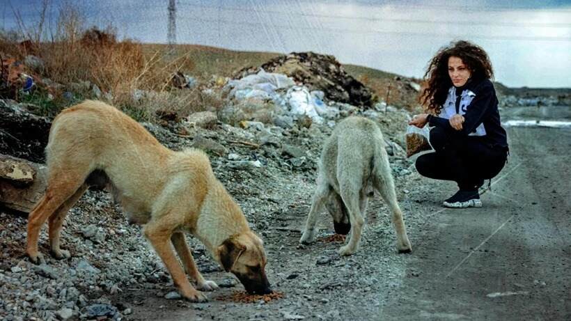 İSTANBUL’DA SOKAK KÖPEKLERİNİ BESLEMEK ARTIK YASAK!…
