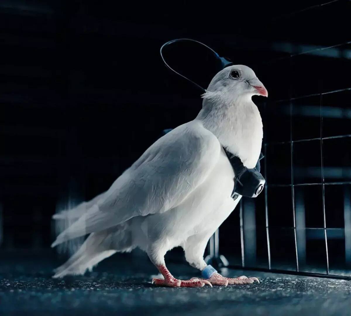 Beynine Çip Takılan Güvercinler Drone Gibi Kontrol Edildi…