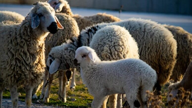 TANESİ 12 BİN LİRA’YA İCRA’DAN SATILIK KOYUN, KUZU…