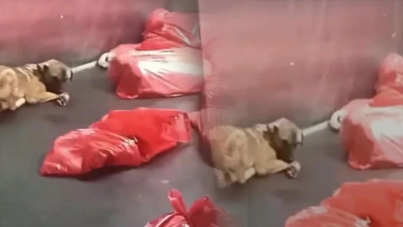 KARATAŞ HAYVAN BARINAĞINDA KÖPEK KATLİAMI!…