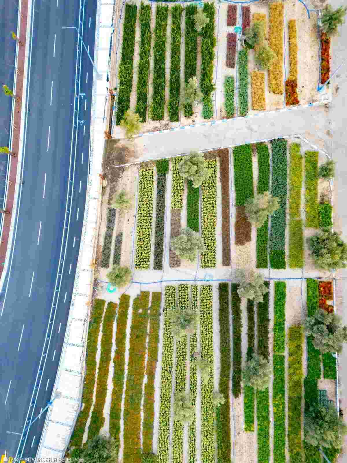 İzmir’in Renkleri Büyükşehir Fidanlıklarında Filizleniyor…