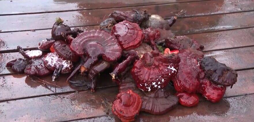 İNTERNET’TE; “ŞİFALI MANTAR” DOLANDIRICILIĞI!…